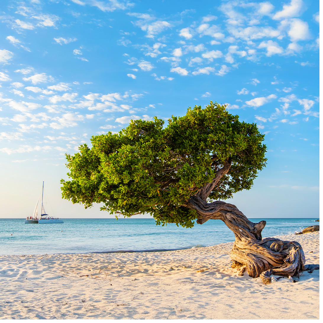 Beautiful white sand beach with turquoise water in Aruba